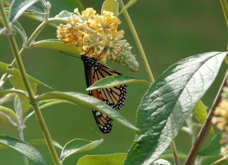 Pruning Butterfly Bush
