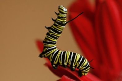 Acrobatic Butterfly Caterpillar