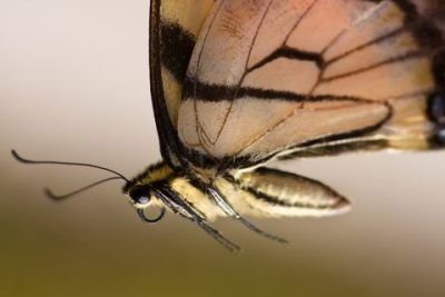 Butterfly Wings