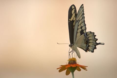 Butterfly on Flower