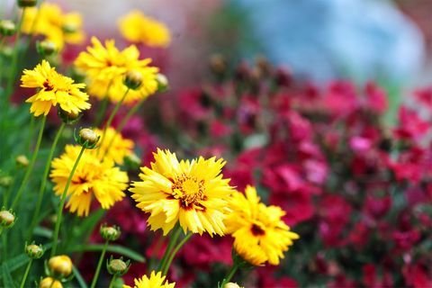 Calliopsis, Tickseed, Coreopsis flower