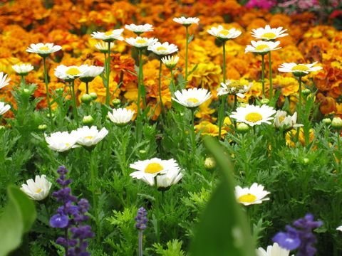 Daisy - planting, care, blooming of oxeye, the 5th anniversary