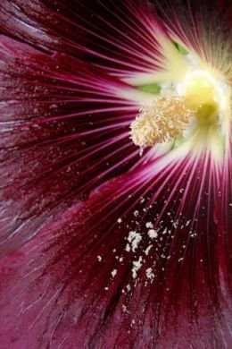 Flower stigma, pistil and pollen