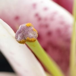 Flower pollen and pistil