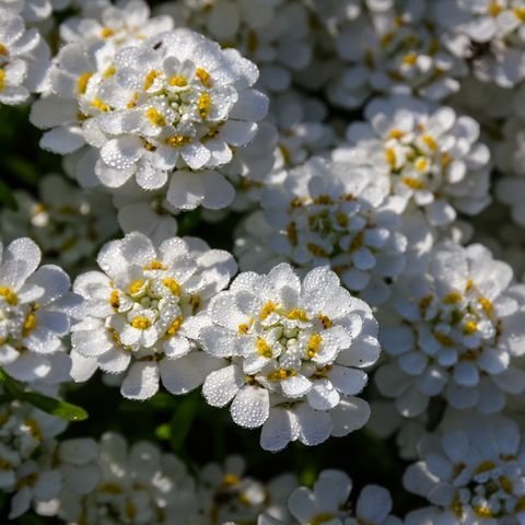 Candytuft Flowers