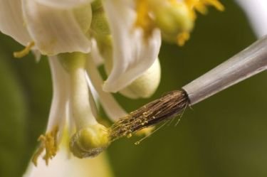In-vitro pollination