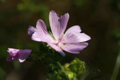 Common Mallow