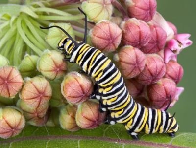 Monarch and Milkweed