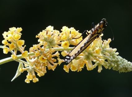 Buddleia weyeriana